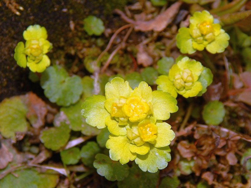 Chrysosplenium alternifolium